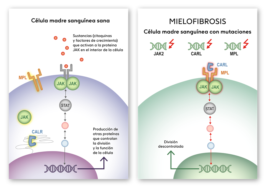 anti jak mielofibrosis