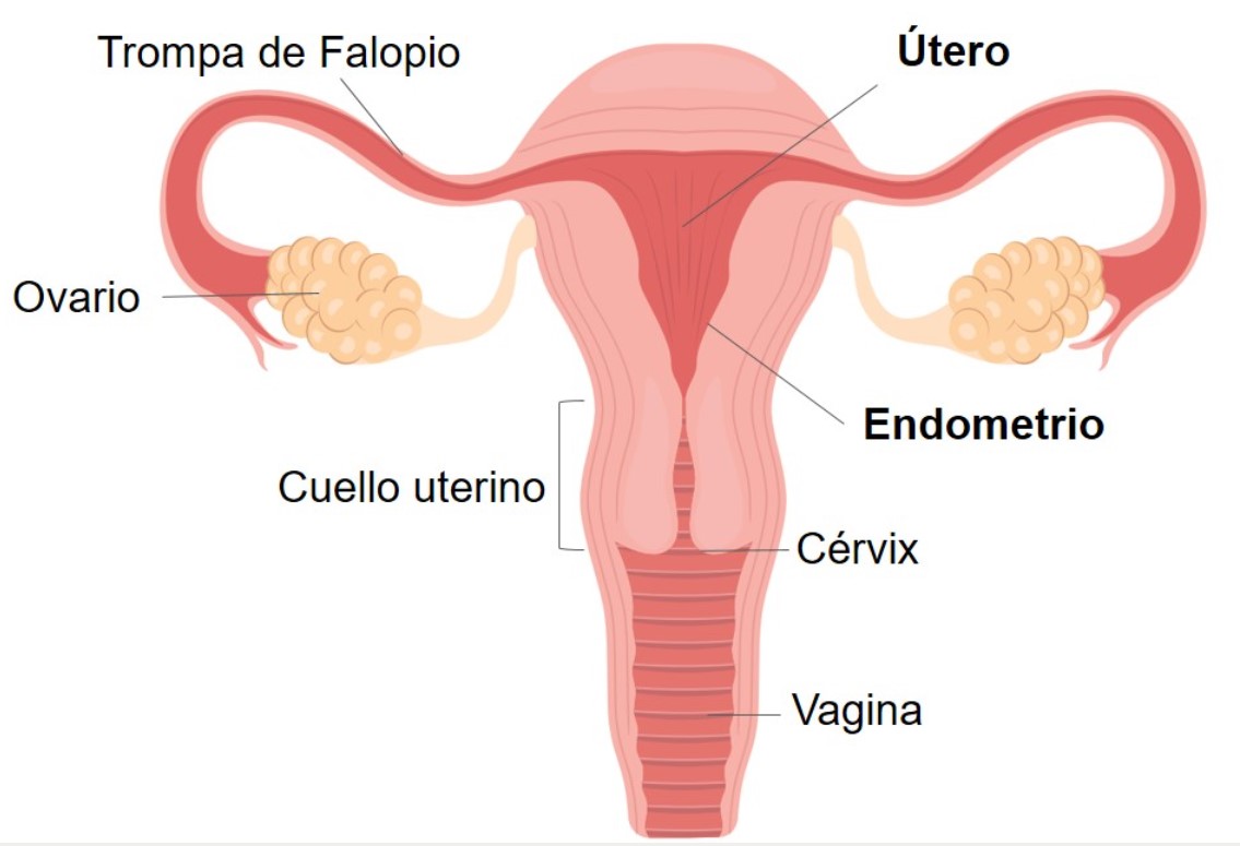 Anatomía del aparato reproductor femenino