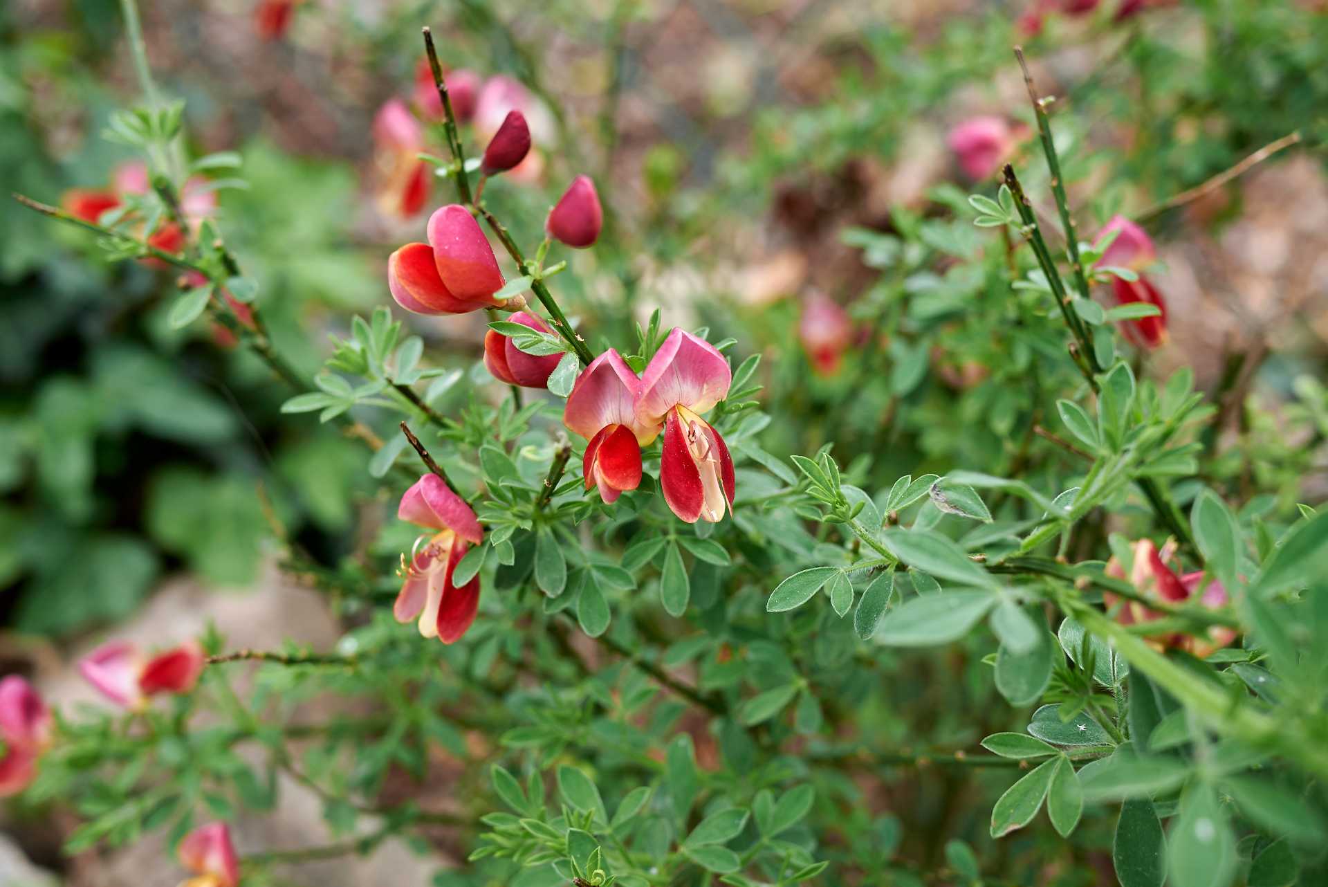 Planta de Cytisus Lena